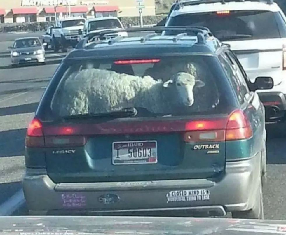 Sheep Spotted In Idaho Outback