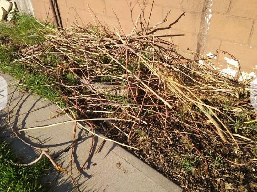 Twin Falls Man Asking Pinterest Users To Come Take His Twigs