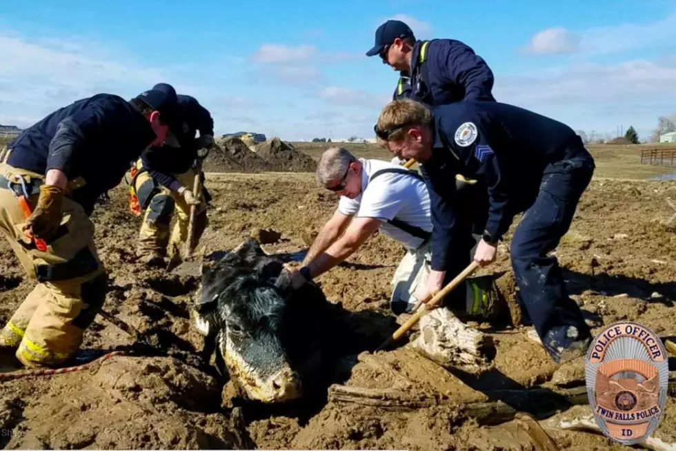 Wanna Hear A Dirty Joke? A Cow Fell In Mud; Twin Falls Cops Help