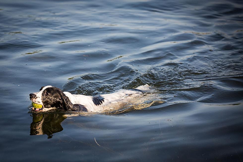Parks And Recreation Ban Dogs From Entering South Idaho Lake