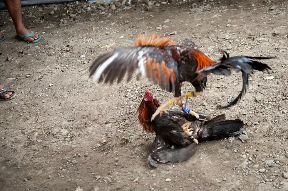 Idaho Man Charged With 10 Counts of Raising Roosters for Cockfighting