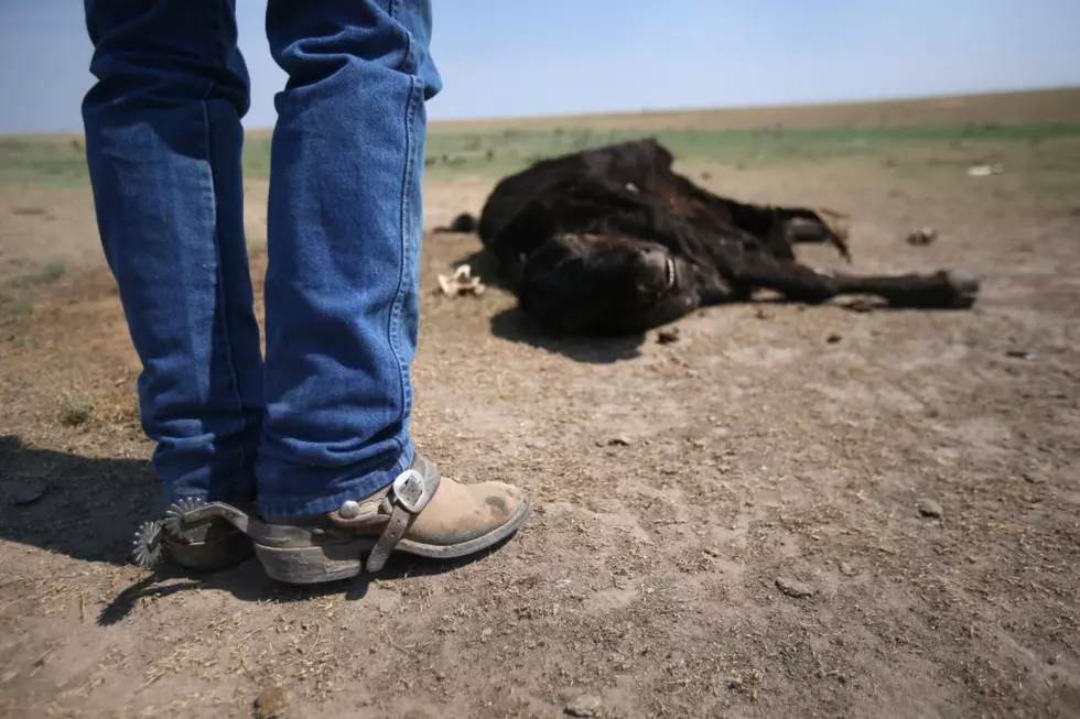 Who Is Executing Cows And Bulls In South Idaho?