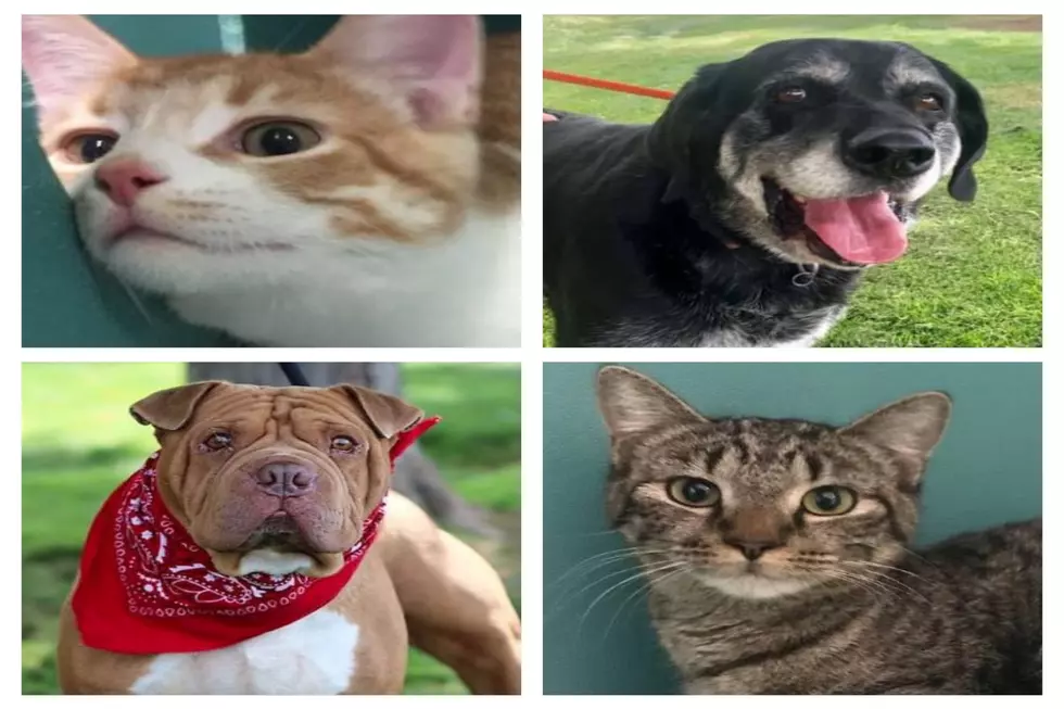 Get Your Pets: 40 Unclaimed Since July 4th At Twin Falls Shelter