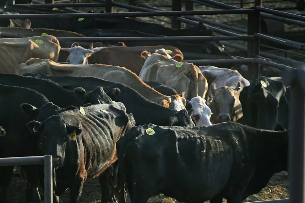 Mutilations: ‘Jack The Ripper’ Of Bulls At It Again West Of Boise