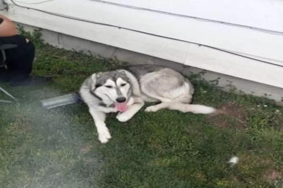 Burley Dog Owner Wants Good Home For 1 Year Old Husky / Lab Mix