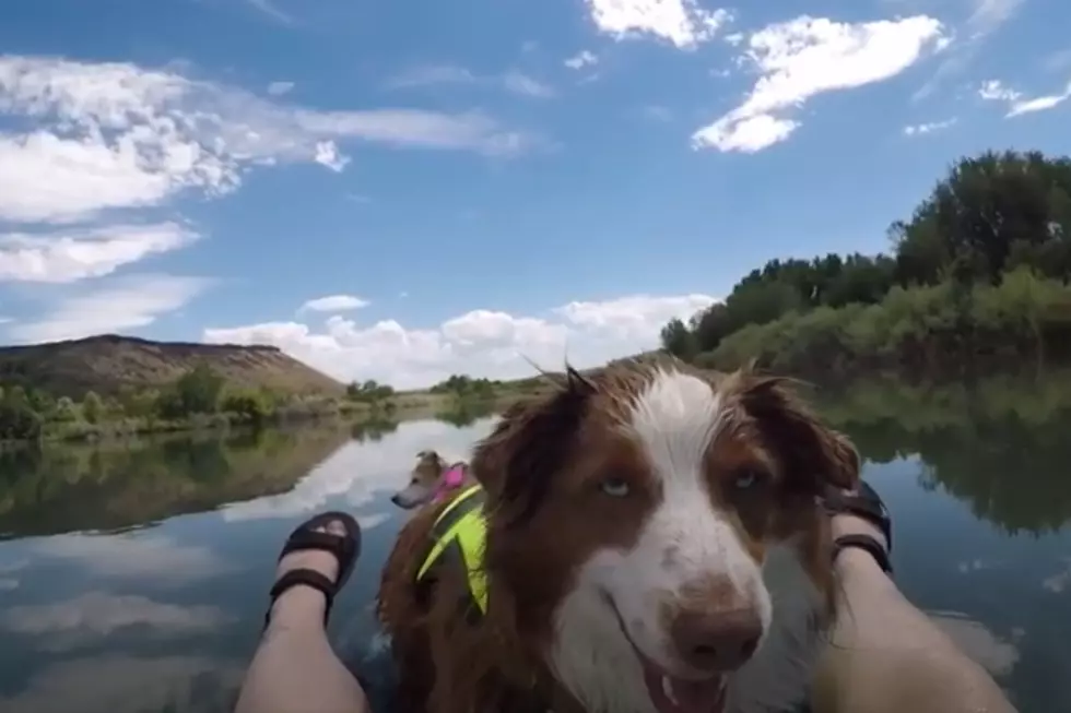 Pet Vloggers Share Video Of Dog-Friendly Twin Falls Adventures