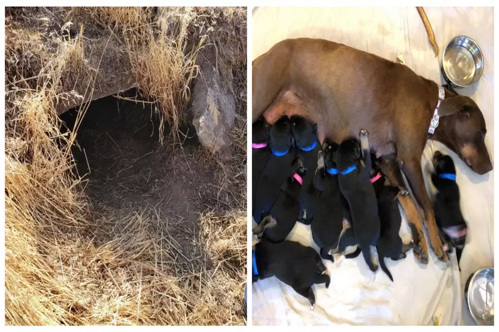 Momma And 12 Pups Found Living In Culvert In Jerome County