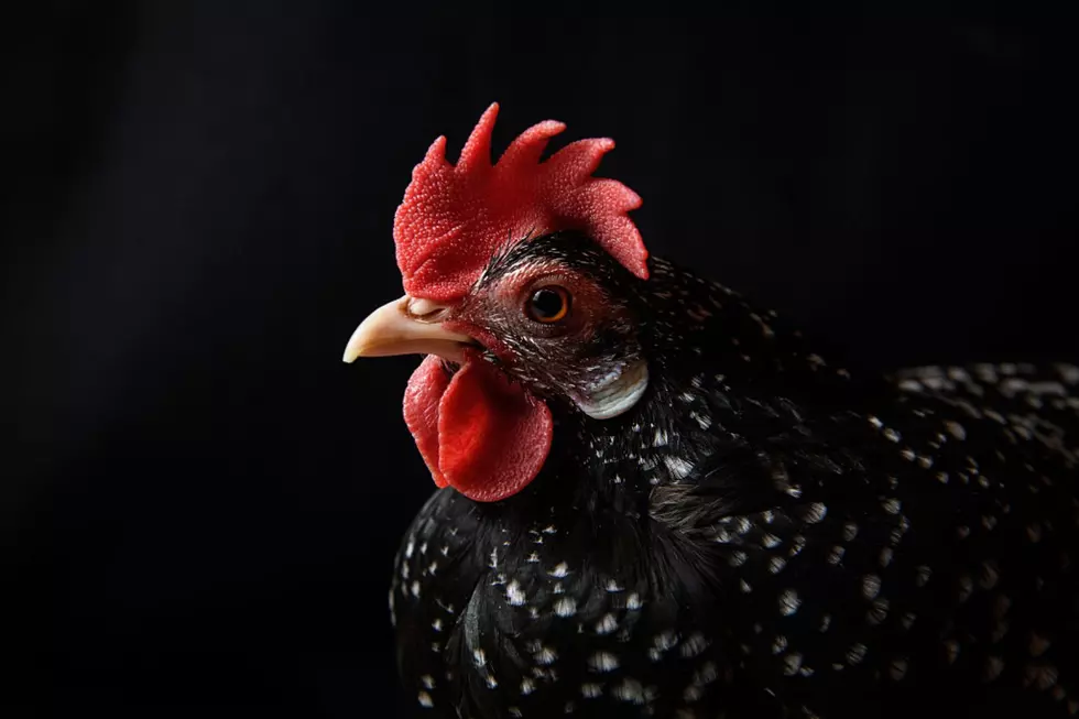 Is Selling A Chicken After Dark Really Against The Law In Idaho?