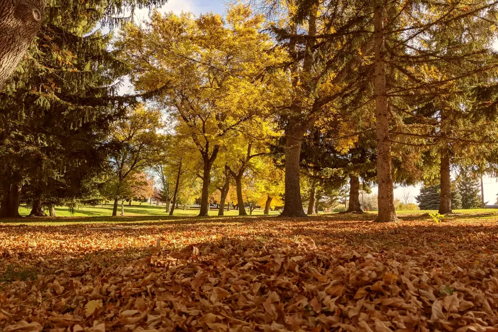 Dangerous Reasons To Rake Up Your Leaves In Twin Falls, ID