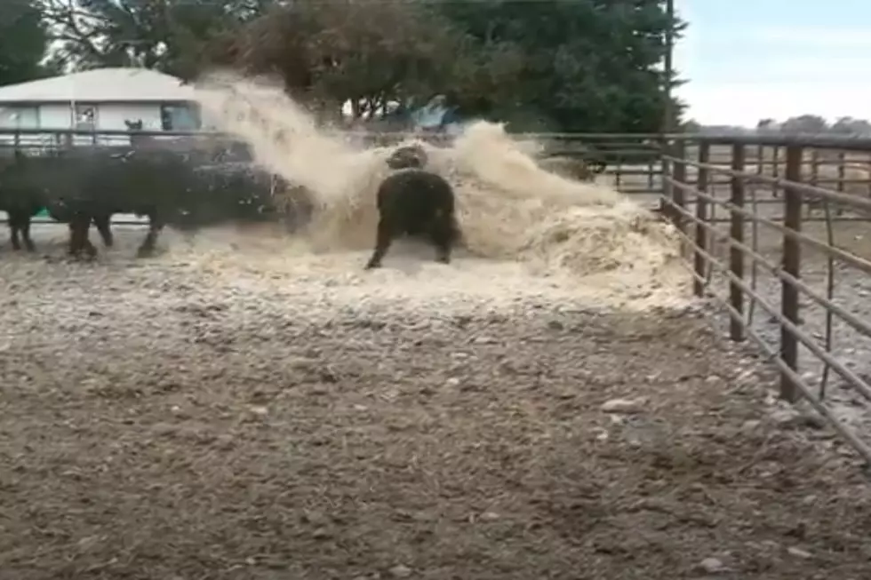 VIDEO: ‘Happy Steer Come From Idaho'; It’s Playtime At Mealtime