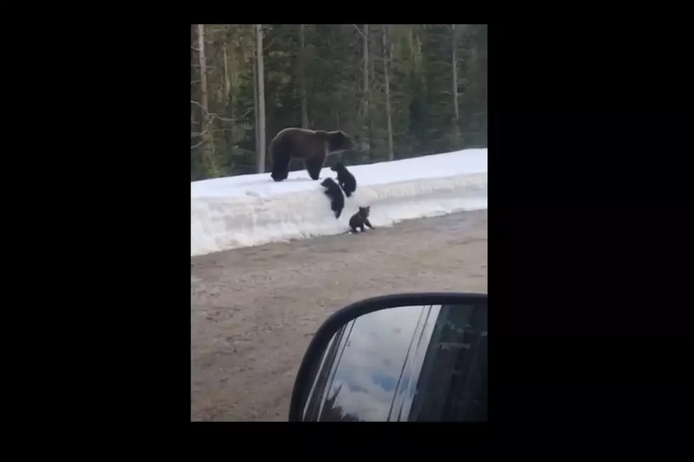 WATCH: Mama Bear Leaps At Car To Protect Struggling Cub