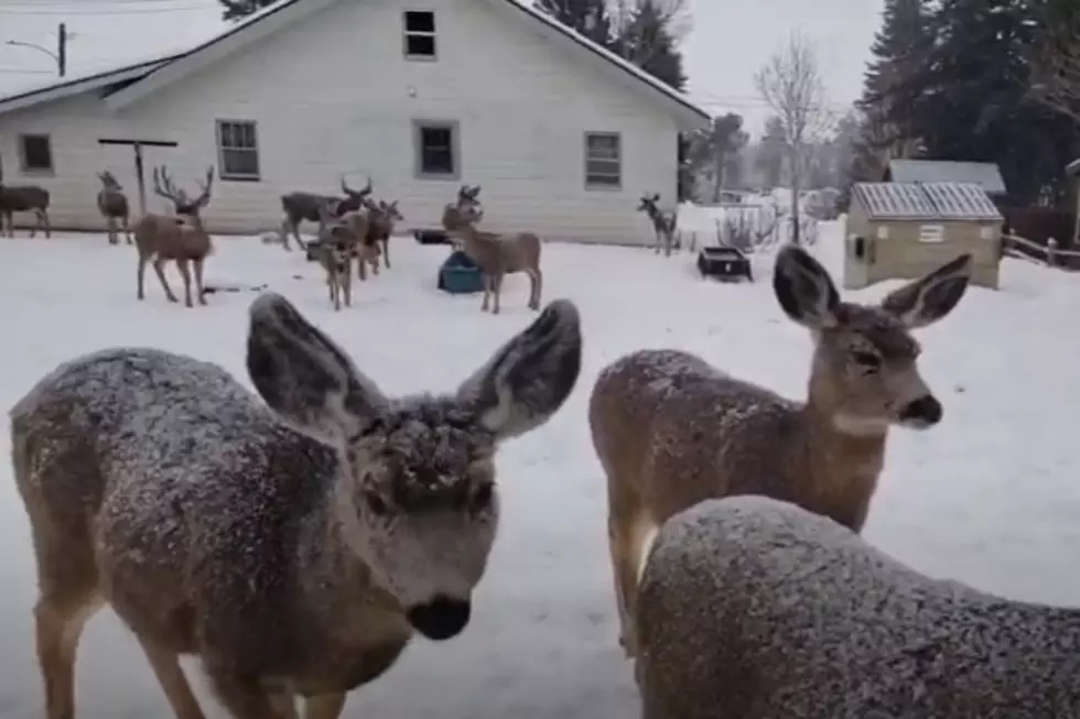 VIDEO: The Idaho Home Where Wild Deer Come To Dine