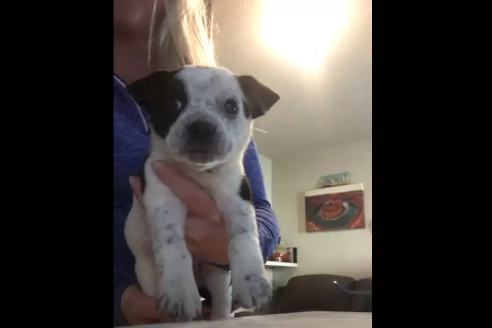 YouTube Post Models Twin Falls Bull Terrier Pups Seeking Homes