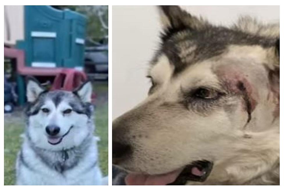 Hailey ID Dog Survives 2 Gun Shots; Mistaken For Wolf On Campout