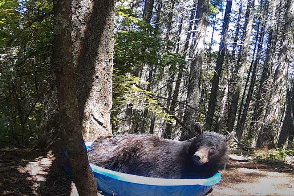 VIDEO: Bear Cools Off In Kiddie Pool Left By Child In Idaho Woods