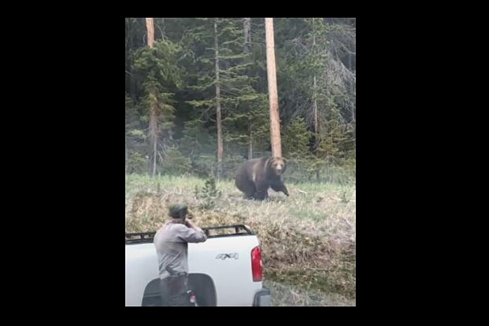 WATCH: Yellowstone Park Ranger Fires Weapon At Charging Grizzly