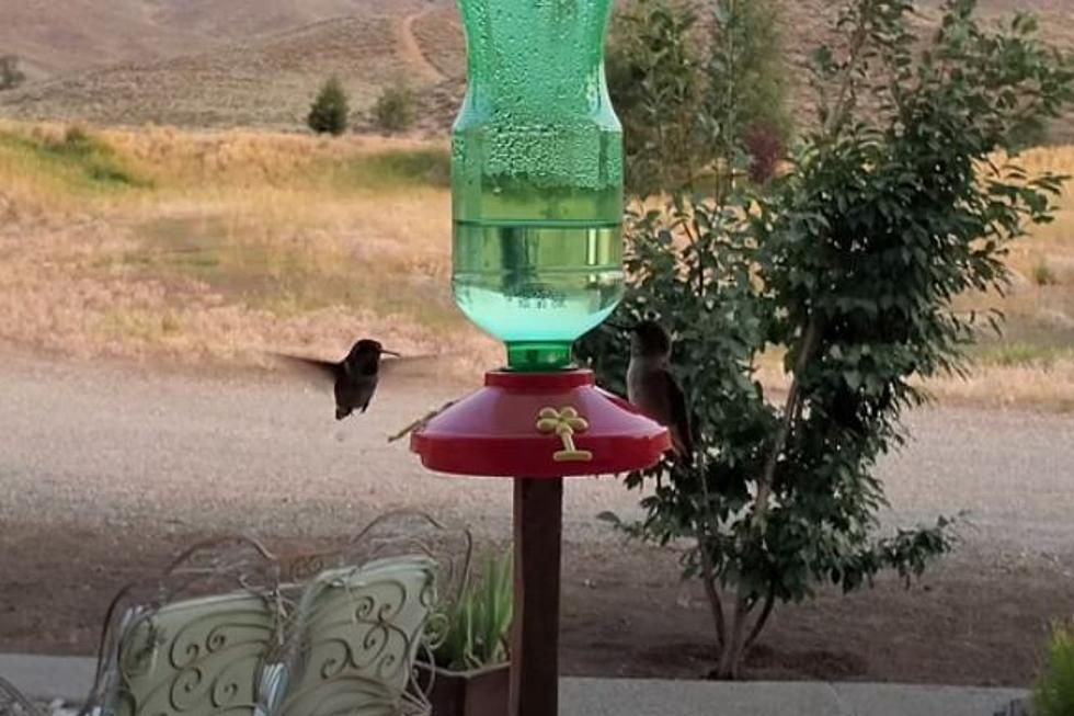 VIDEO: Watching 2 Idaho Hummingbirds Share A Meal Is Hypnotic