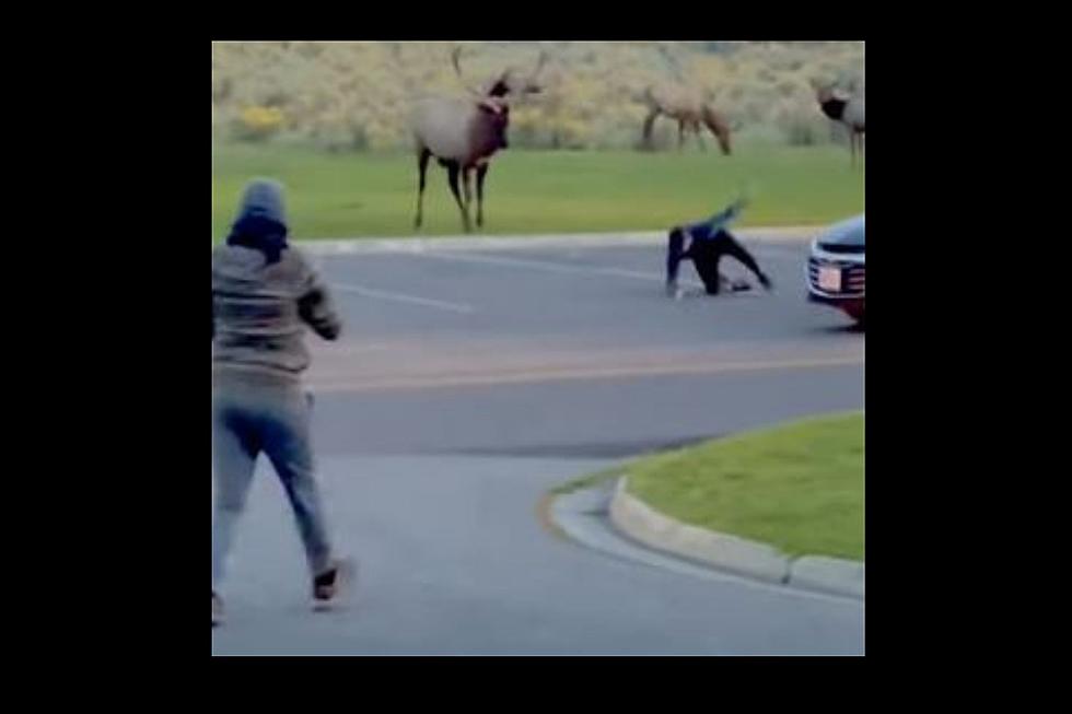 VIDEO: Yellowstone Tourist Eats Asphalt After Egging on Huge Elk