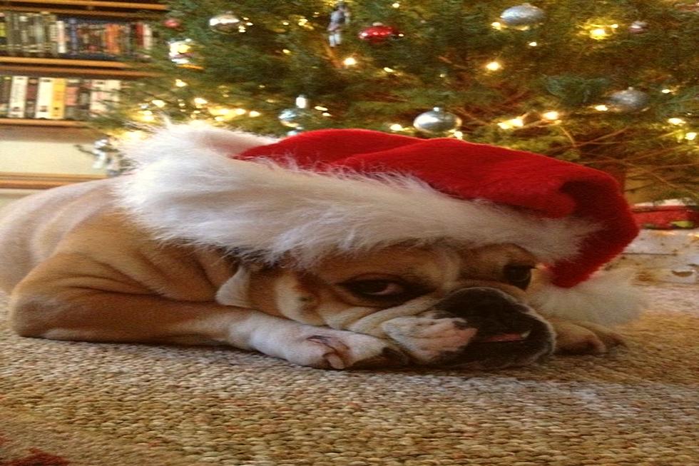 Remembering Twin Falls Dogs Who Passed in 2021 At Christmas Time