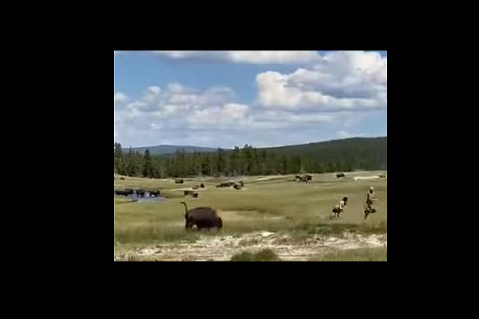 VIDEO: Terrified Tourists Watch Wyoming Bison Spare Fallen Girl