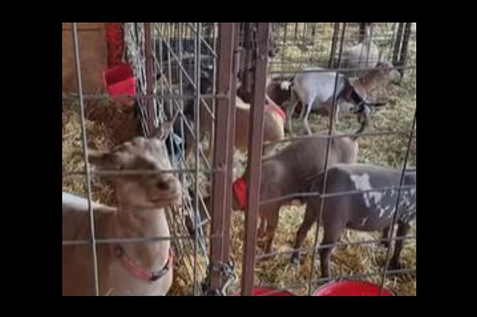 VIDEO: East Idaho Lamb Laughs On Cue At Jokes Told By Passersby