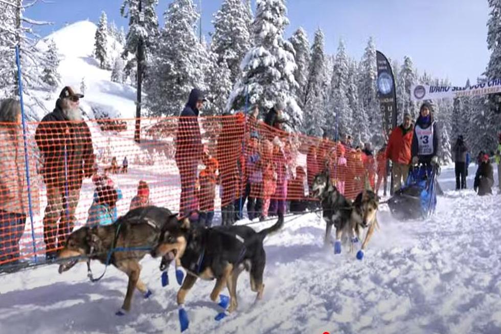 Toughest Idaho Dogs Compete In McCall Sled Challenge Jan 30-Feb 3
