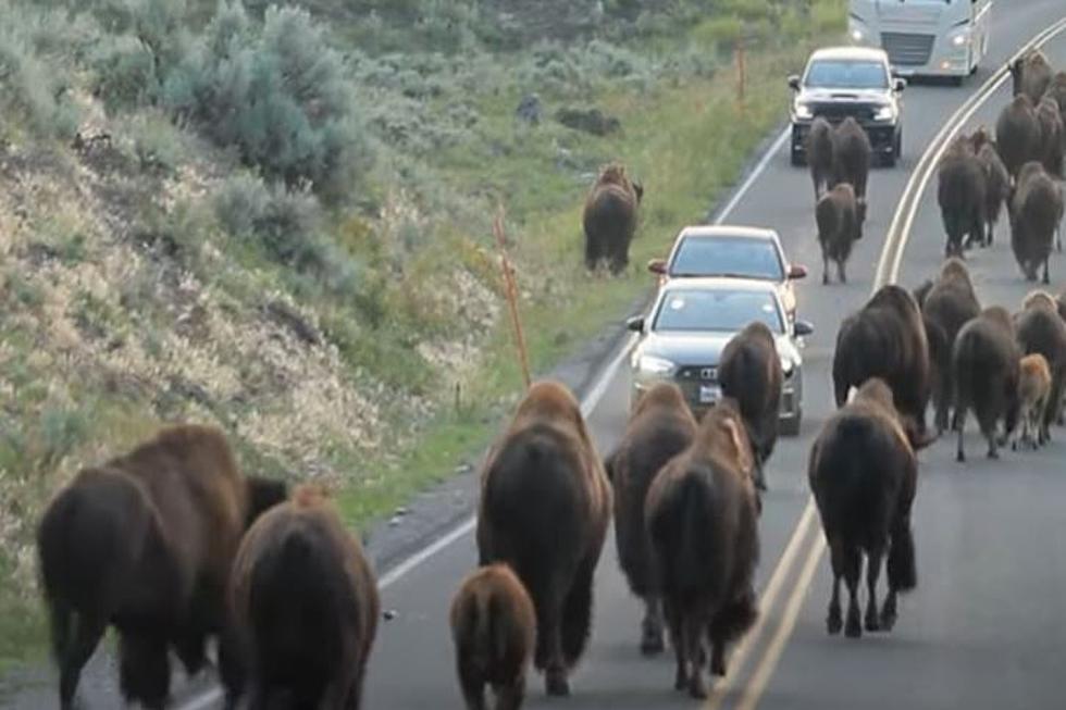 VIDEO: Colossal Bison Stampede Halts Yellowstone Park Motorists