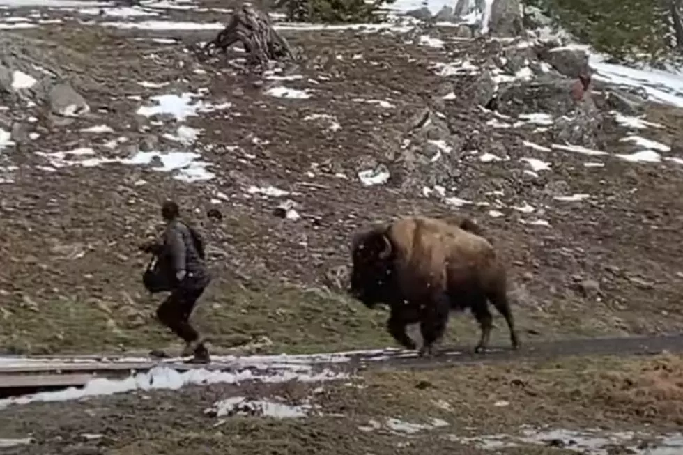 Watch: Yellowstone Park Tourist Nearly Gets Bison Bulldozed