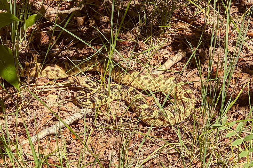 Watch Your Step: Idaho Snake Bite Season Officially Underway