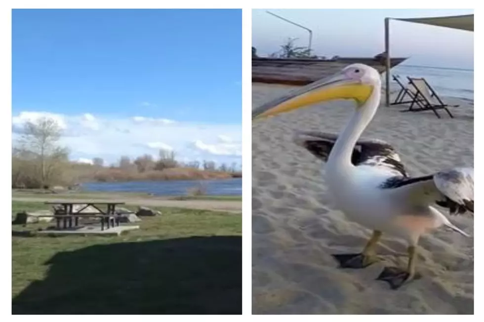 South Idaho Camper Allegedly Cited For Drunken Act With Pelican