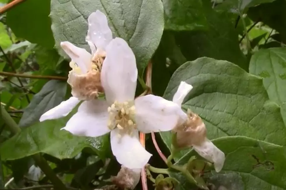 The One Flower You Don’t Want To Get Caught Picking In Twin Falls