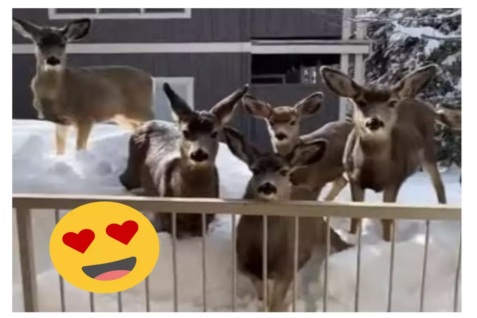 WATCH: Unannounced Visit By Deer Translates To Idaho Viral Video