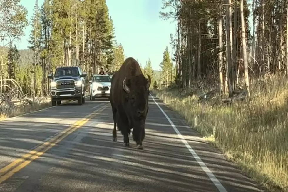 WATCH: Behemoth Yellowstone Bison Makes Car Look Like A Toy