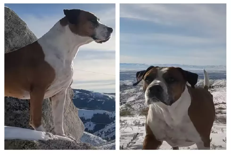 WATCH: Adventuresome Pooch Proves Happy Dogs Come From Idaho