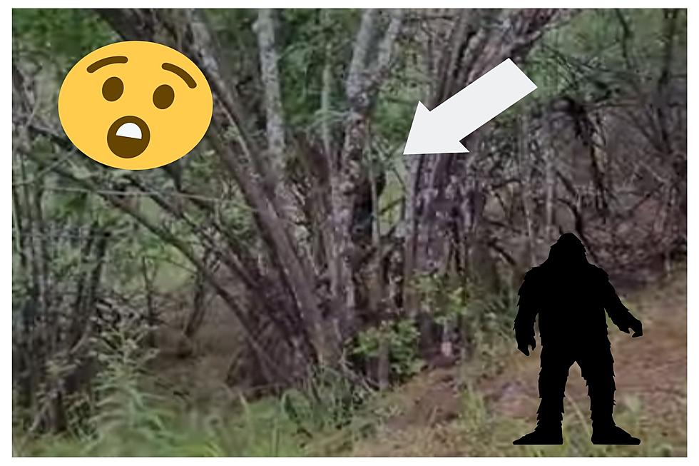 WATCH: Idaho Hiker Claims To Have New Proof Of Bigfoot