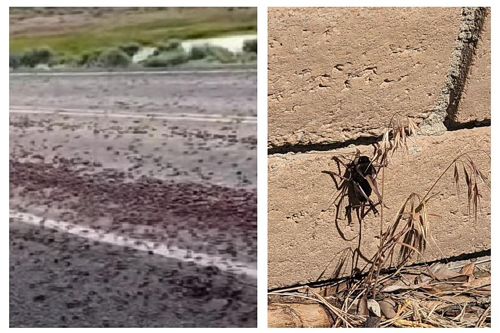 If You Hear Crunching On South Idaho Roadways It’s Just Crickets