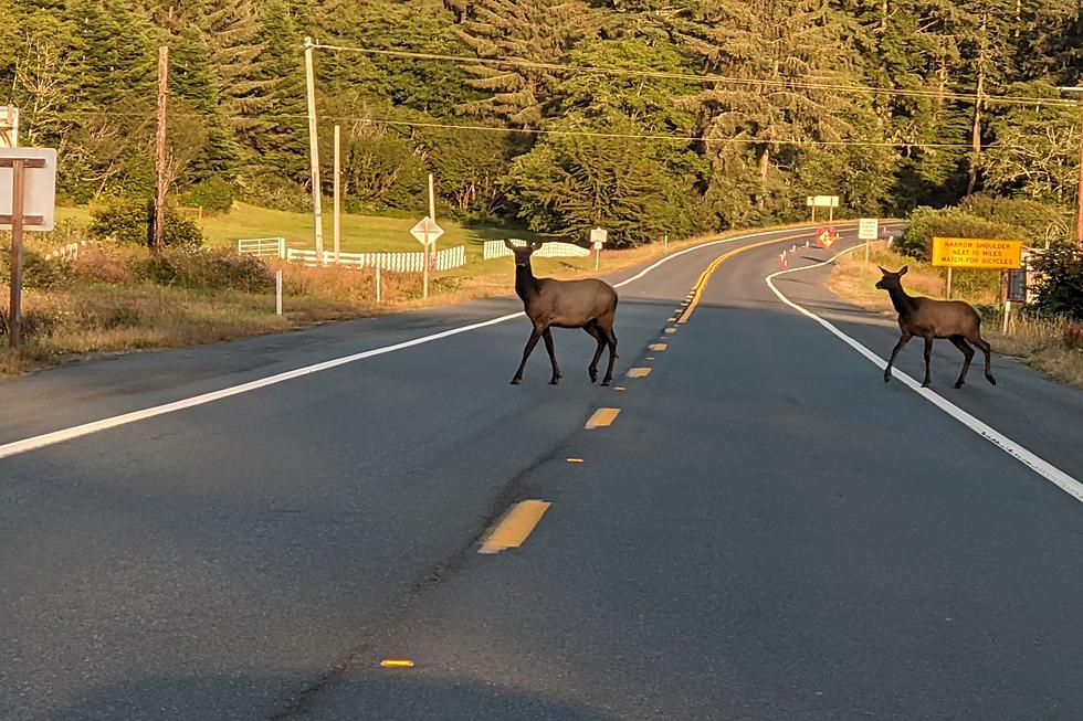 There’s A Reason Deer Migration Signs Exist In Southern Idaho