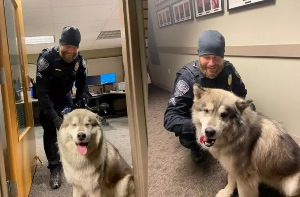 Lost Dog Found on Colorado State University Campus