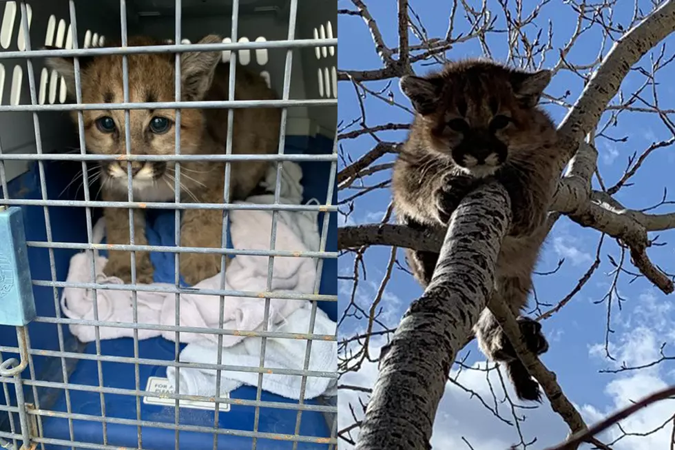 Colorado Mountain Lion Cub Found Up Tree Near Trail