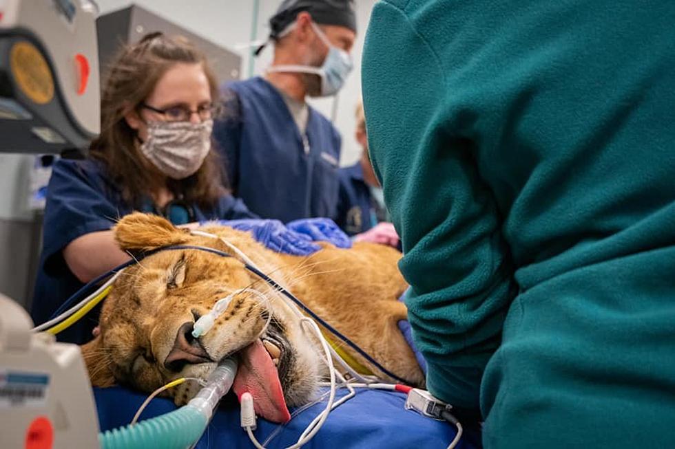 Colorado State University Vet Hospital Helping Rescue Lion Recover