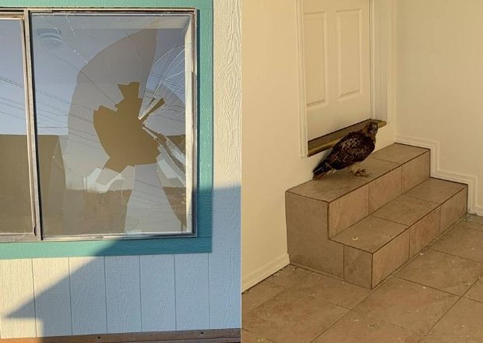 Colorado Red-Tailed Hawk Flies Through House Window