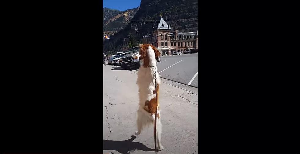 Colorado Dog Learns to Walk like a Human on its Hind Legs
