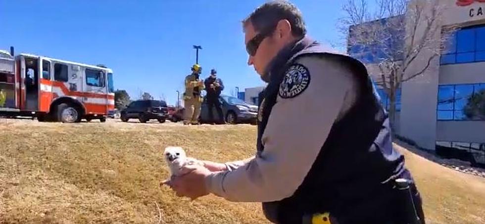 CPW, Firefighters Rescue Baby Owlets that Fell from their Nest