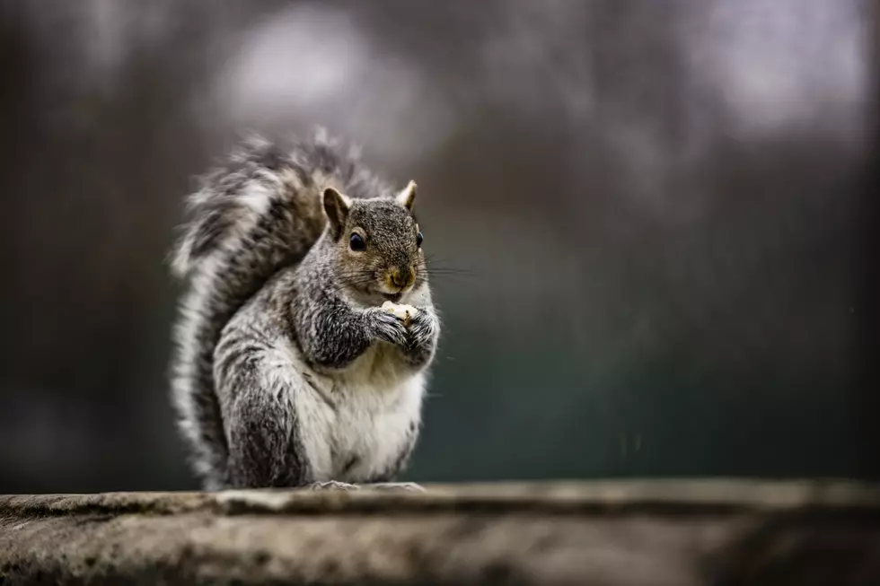 Oh, Nuts: Colorado Squirrel Tests Positive for Plague
