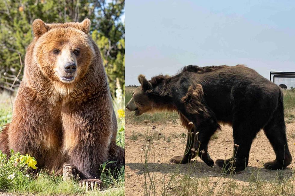 Colorado’s Wild Animal Sanctuary Rescues Two Bears from Lebanon