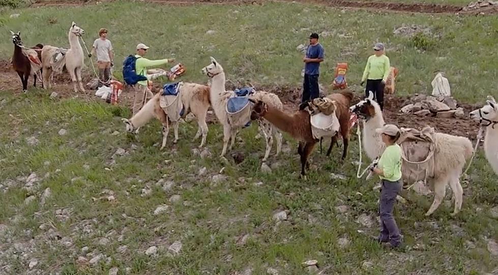 Llamas (and Many Others) Helped to Restore Maxwell Natural Area