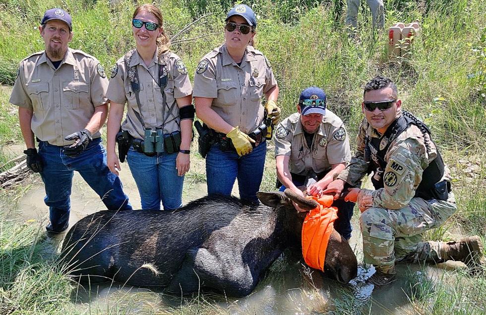 CPW and U.S. Army Members Help Rescue Moose in Colorado Springs