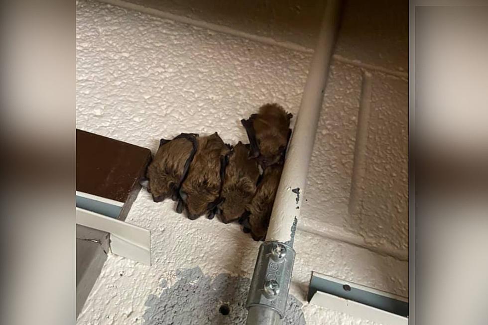 18 Bats Rescued from Inside a Colorado Elementary School
