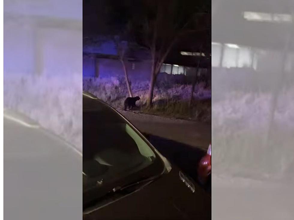 WATCH: Black Bear Breaks Into Car and Two Cubs Watch