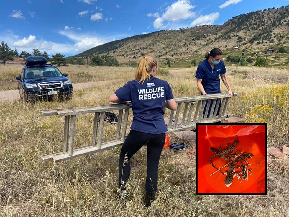 Northern Colorado Wildlife Center Rescues 5 Salamanders From Well